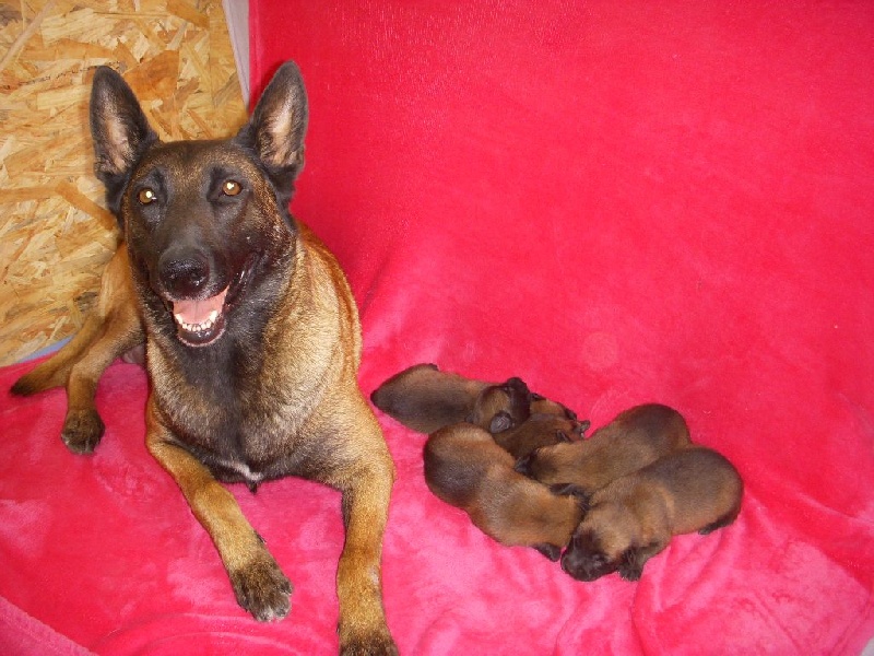 Arkouna Dream's G'amazone dite louna