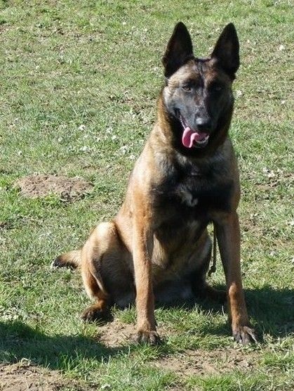 Arkouna Dream's G'amazone dite louna