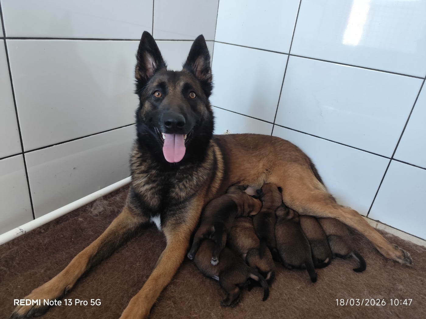 Berger Belge - Des Terres Behennoises