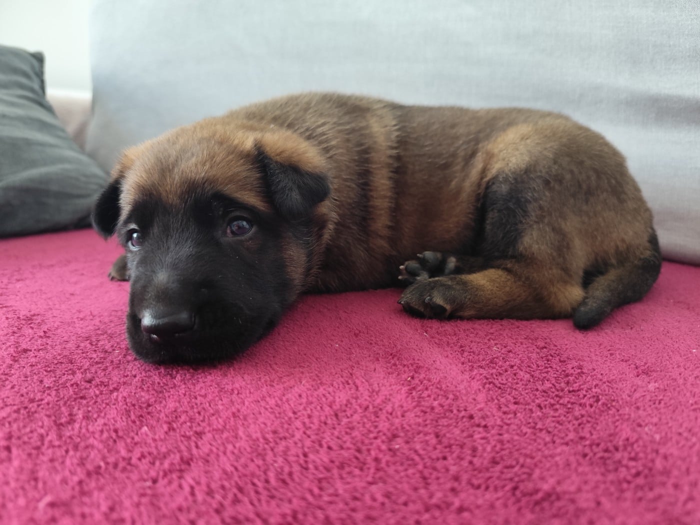 CHIOT 1 - Berger Belge