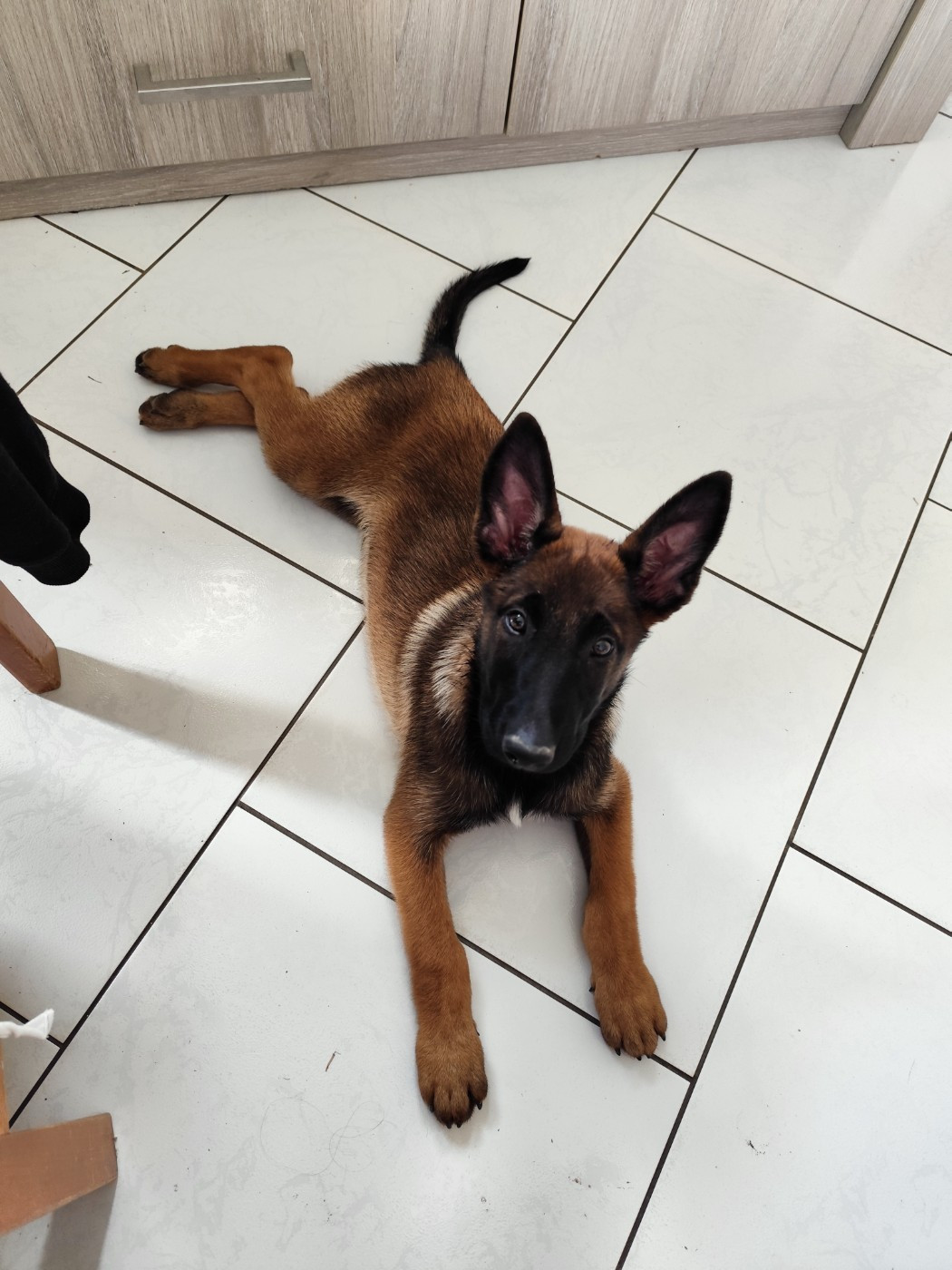 CHIOT 1