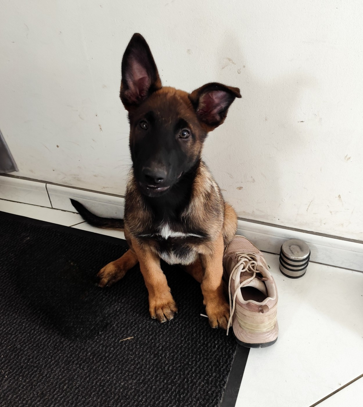 CHIOT 1