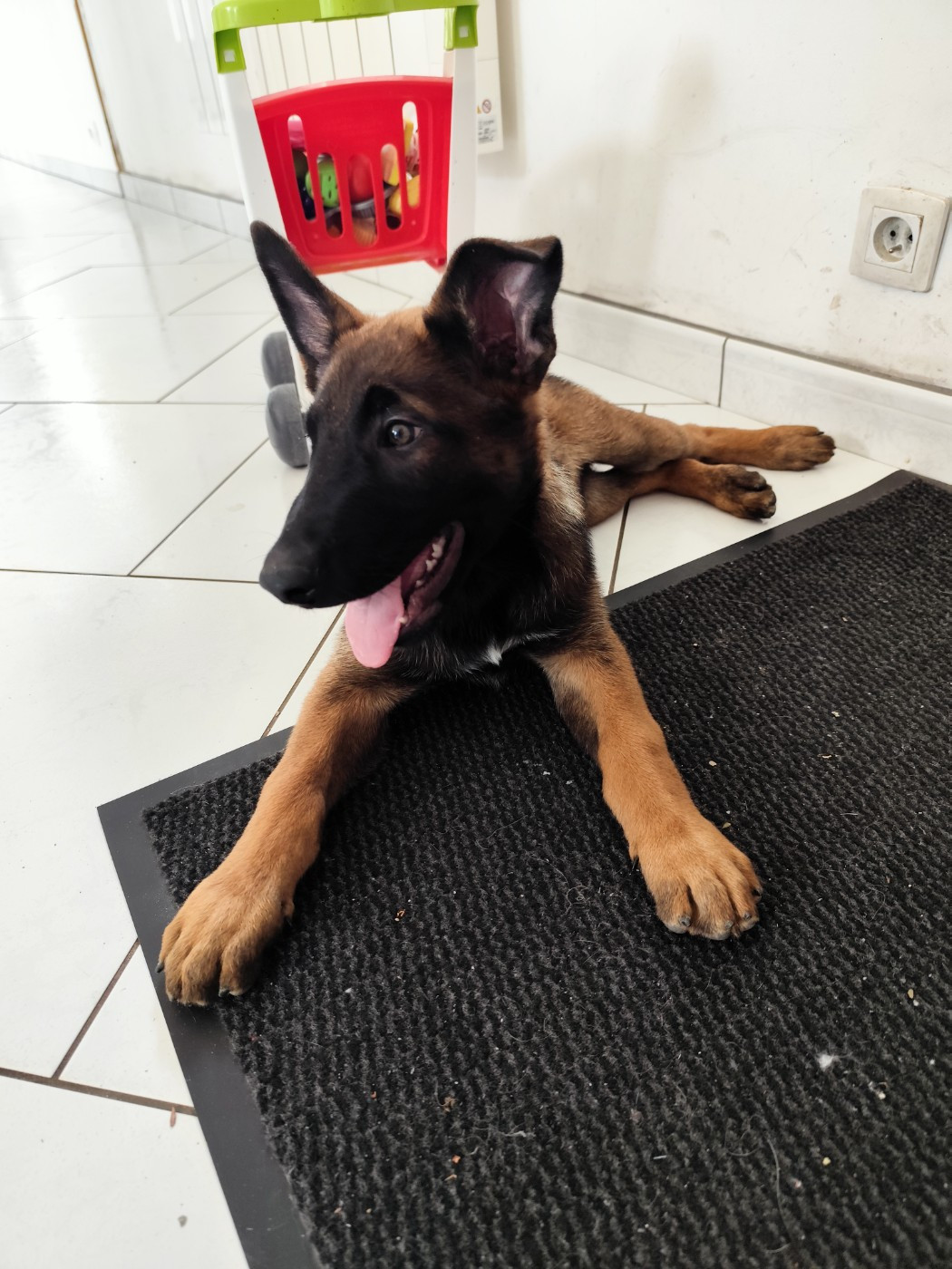 CHIOT 1