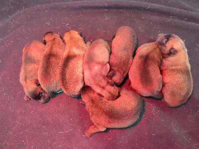 Les chiots de Berger Belge