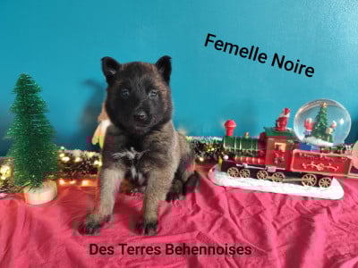Les chiots de Berger Belge