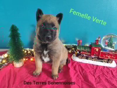 Les chiots de Berger Belge