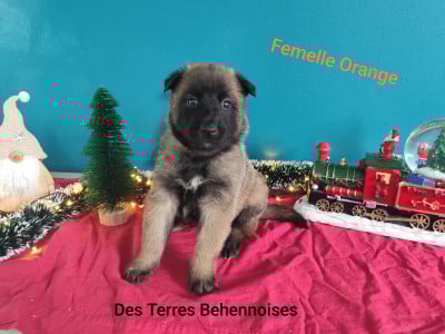 Les chiots de Berger Belge
