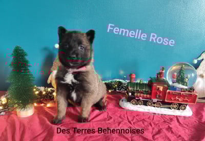 Les chiots de Berger Belge