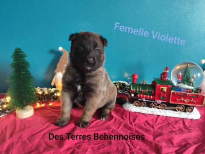 Les chiots de Berger Belge