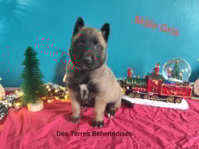 Les chiots de Berger Belge