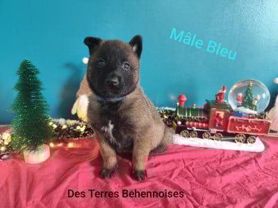 Les chiots de Berger Belge