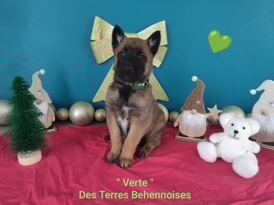 Les chiots de Berger Belge