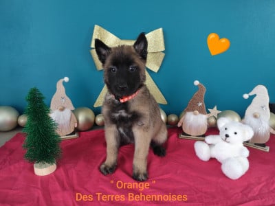 Les chiots de Berger Belge