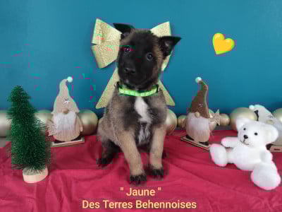 Les chiots de Berger Belge