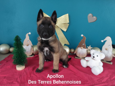 Les chiots de Berger Belge