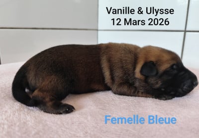 Les chiots de Berger Belge