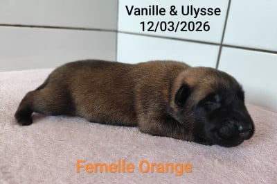 Les chiots de Berger Belge
