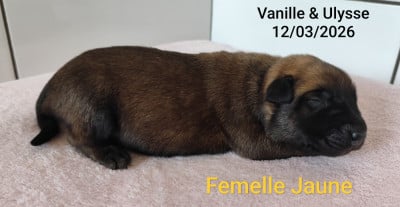 Les chiots de Berger Belge