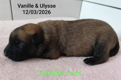 Les chiots de Berger Belge