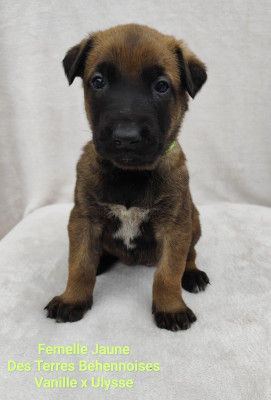 Les chiots de Berger Belge