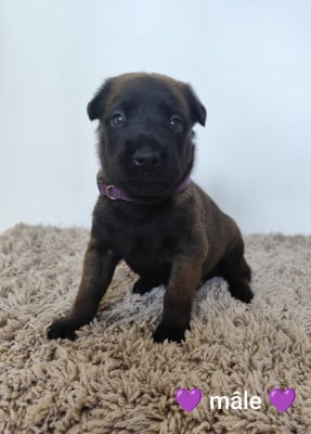 Les chiots de Berger Belge