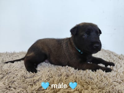 Les chiots de Berger Belge