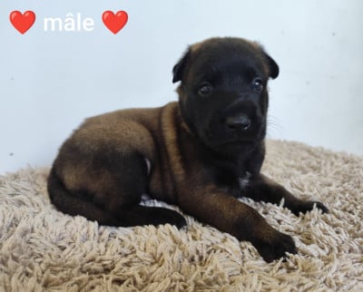 Les chiots de Berger Belge