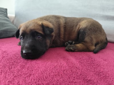 Les chiots de Berger Belge