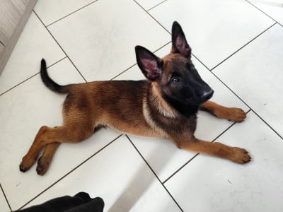 Les chiots de Berger Belge