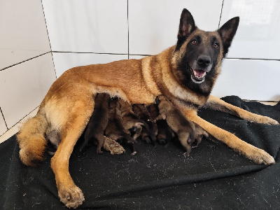 Les chiots de Berger Belge