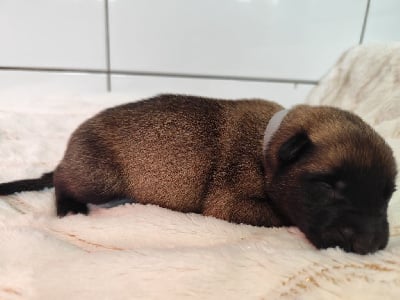 Les chiots de Berger Belge