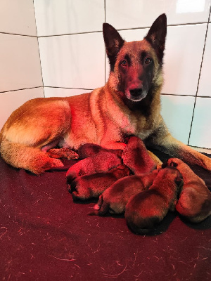 Les chiots de Berger Belge