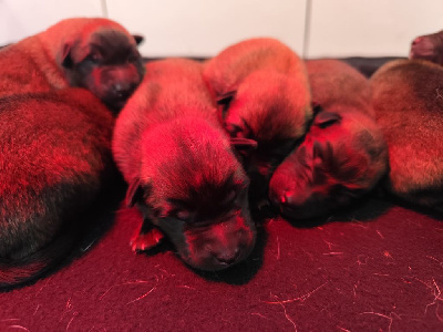 Les chiots de Berger Belge