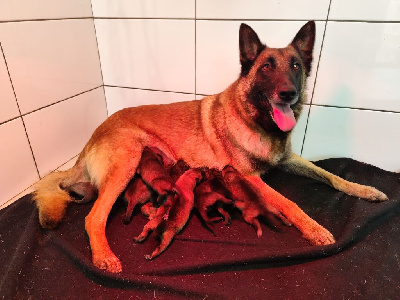 Les chiots de Berger Belge