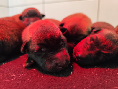 Les chiots de Berger Belge