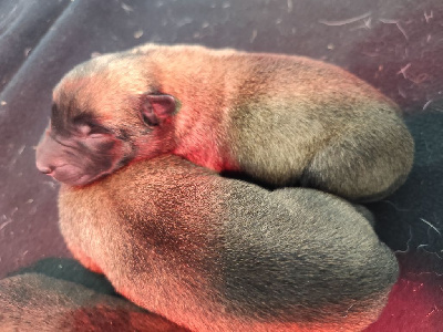 Les chiots de Berger Belge