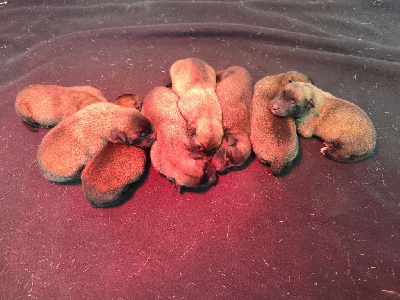 Les chiots de Berger Belge