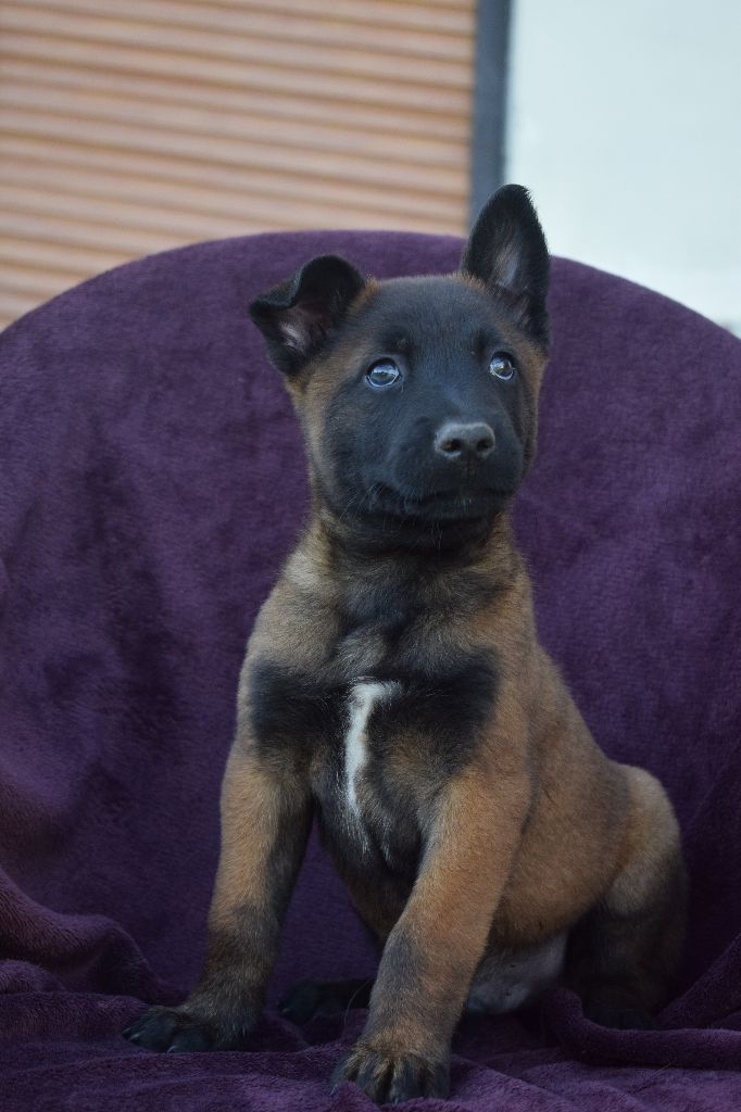 Chiot Elevage Des Terres Behennoises Eleveur De Chiens Berger Belge