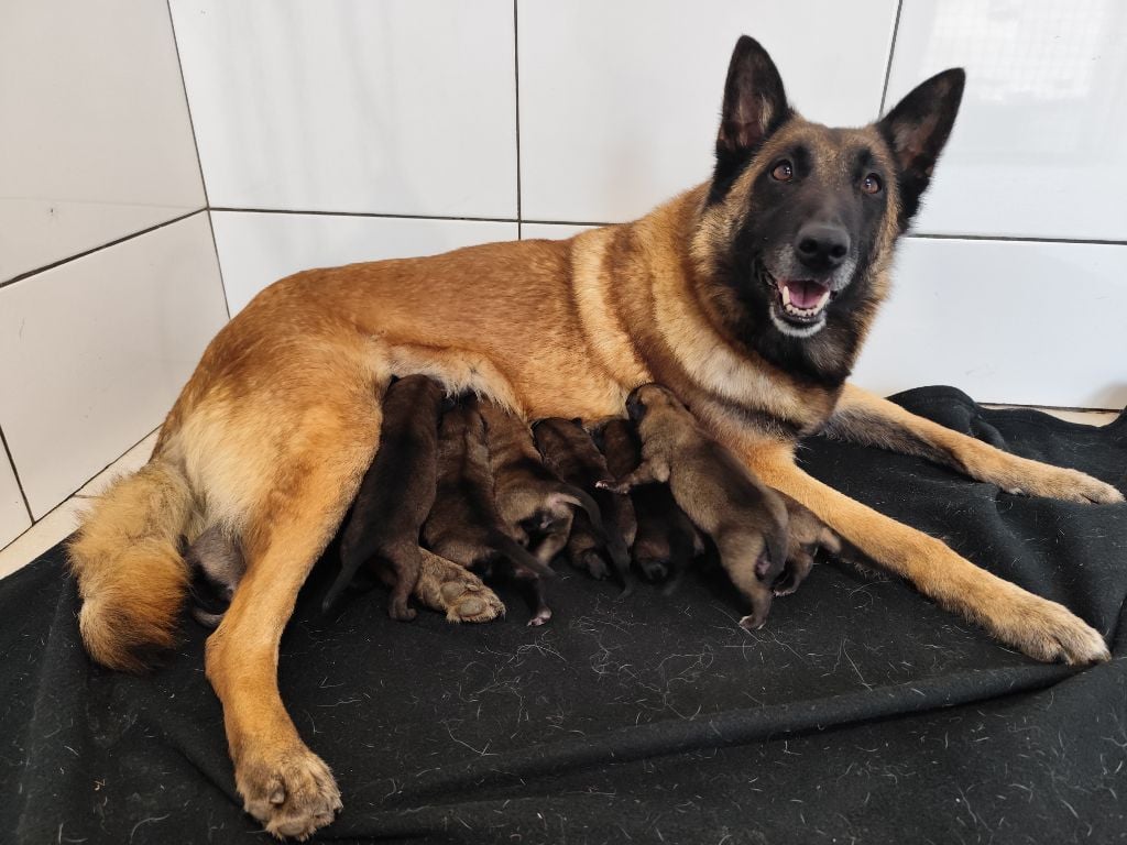 Berger Belge - Des Terres Behennoises