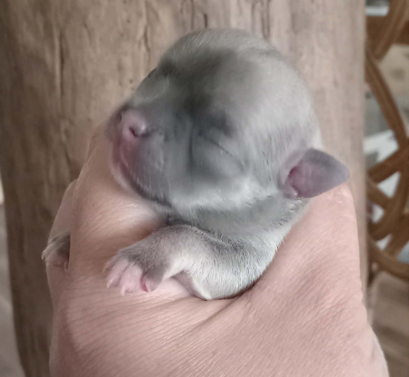 Chiot N°2