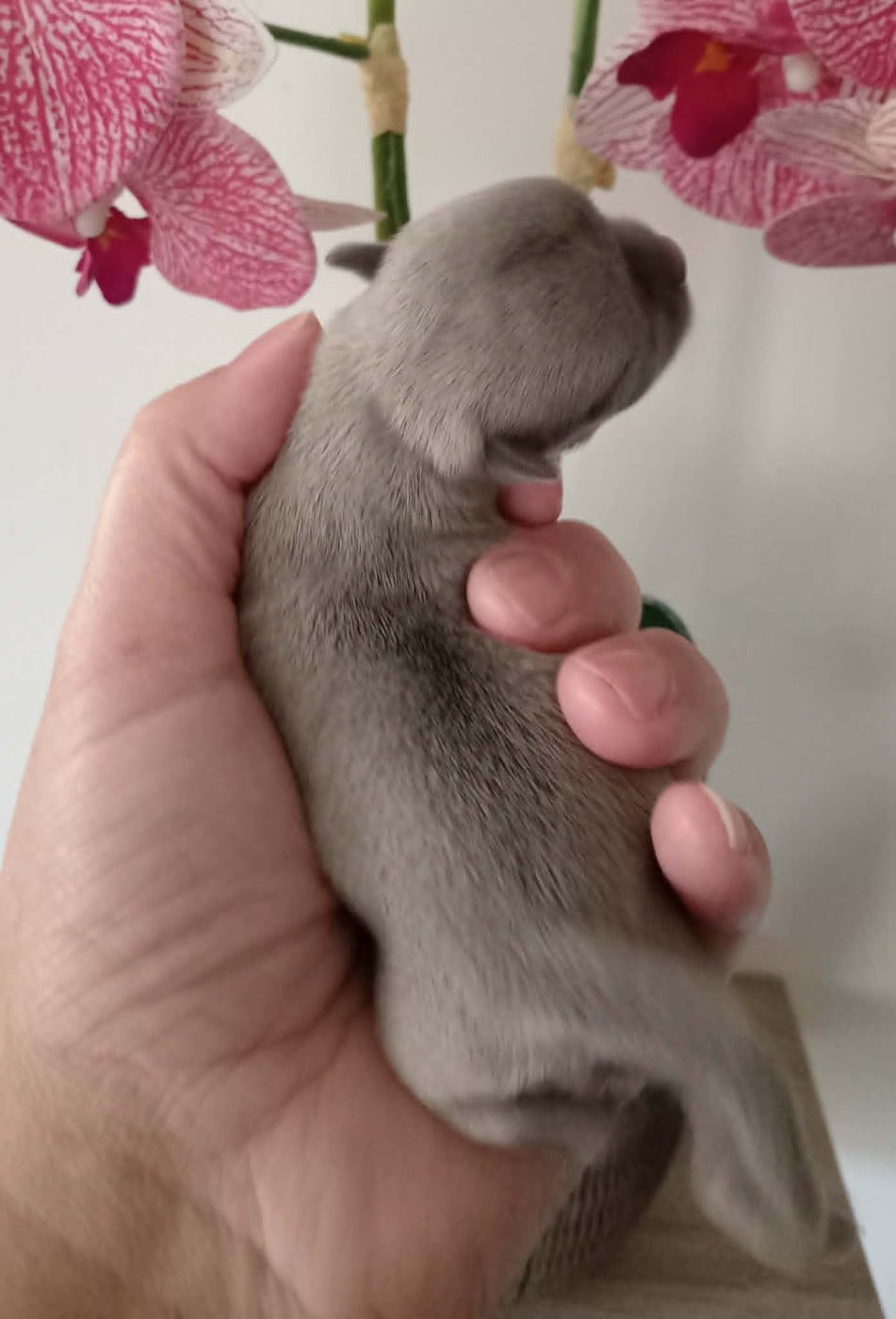 Chiot N°2
