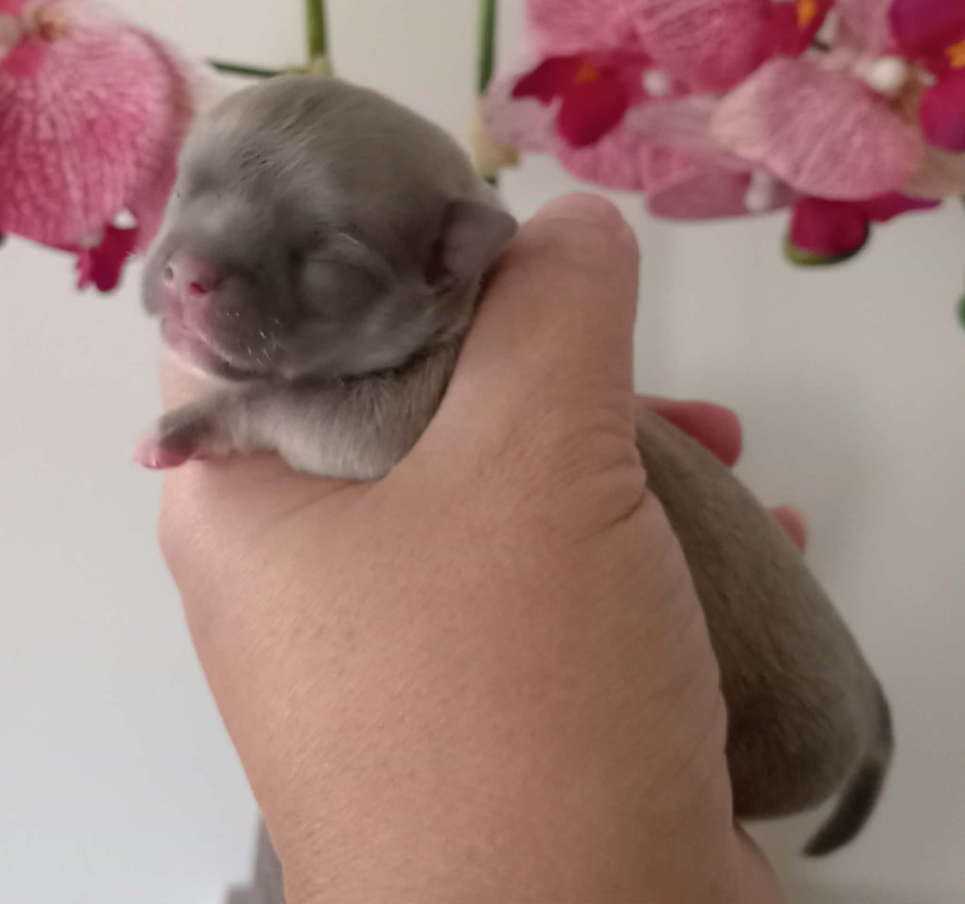 Chiot N°2