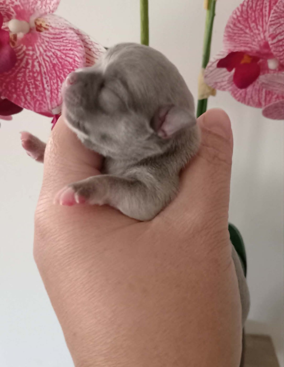 Chiot N°2