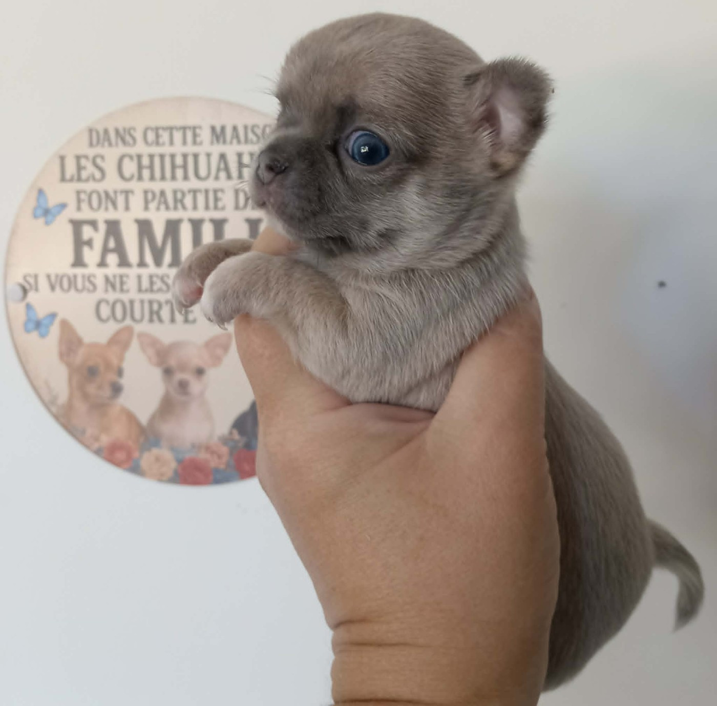 Chiot N°2