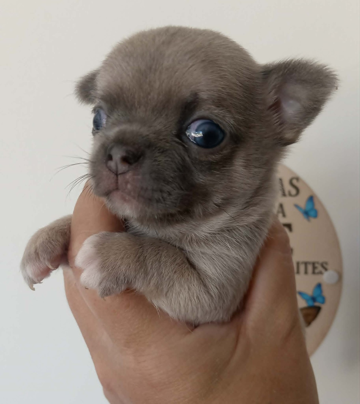 Chiot N°2