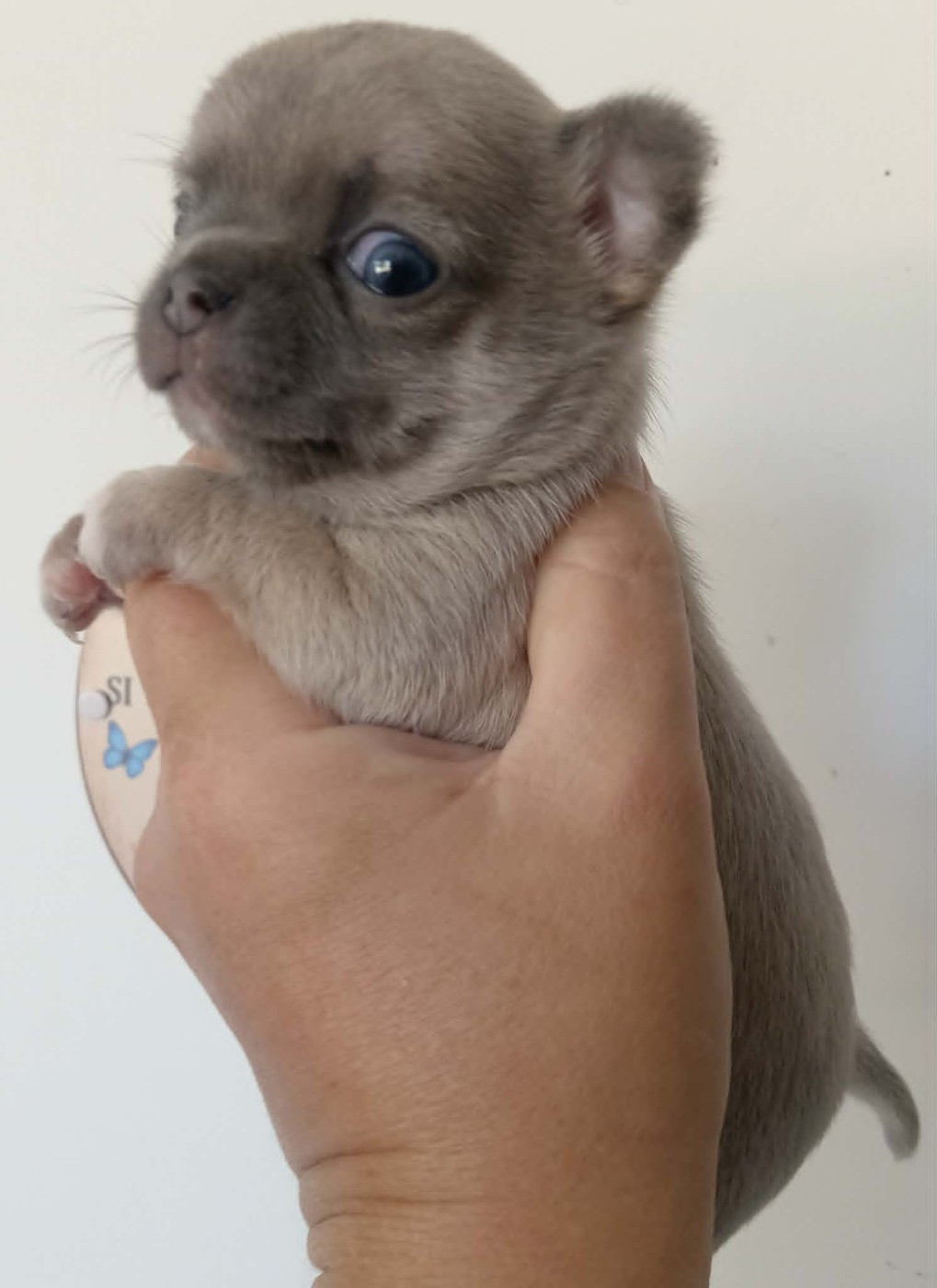 Chiot N°2