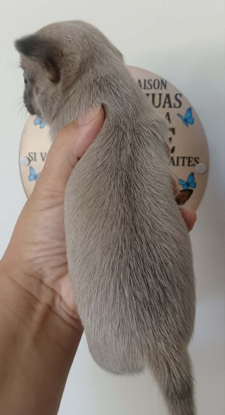 Chiot N°2