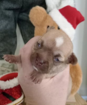 CHIOT 1 - Chihuahua