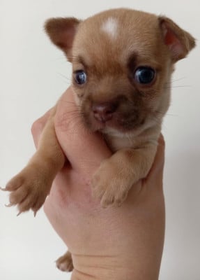 Les chiots de Chihuahua