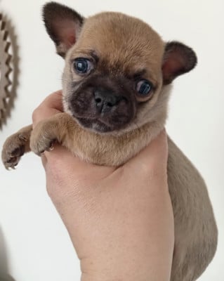 Les chiots de Chihuahua